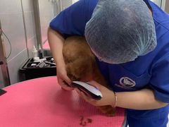 -宠福鑫康馨动物医院·骨科·眼科