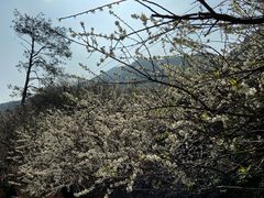 -广州市流溪河国家森林公园