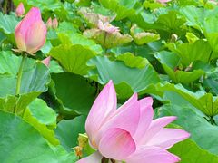 -厦门园林博览苑