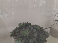 -南山植物园