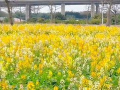 -西京湾花海