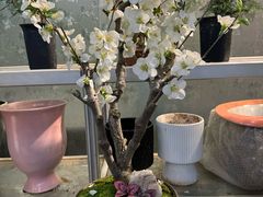 -双季花艺园艺市场(浦东店)