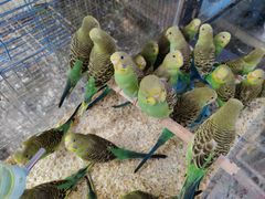 -青石桥花鸟鱼虫市场(叠翠城店)