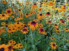 -青峰峡国家森林公园