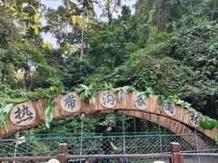 -西双版纳原始森林公园