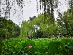 -莲湖公园