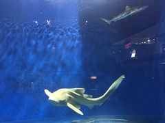 -瑞普利水族馆