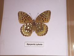 -上海大自然野生昆虫馆