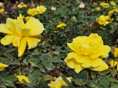 -人民公园(罗湖区)