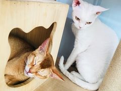 -猫小院猫主题咖啡厅(北锣店)