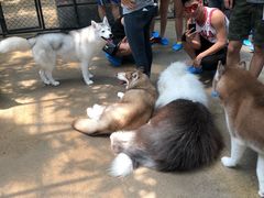 -TrueLove @ Neverland (Husky Cafe)