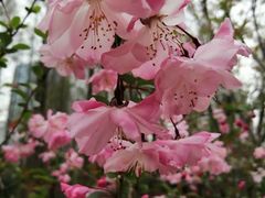 -新虹桥中心花园