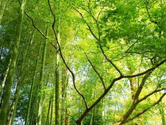 -新花城蟹粉馆(乌鲁木齐店)