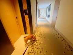 -上海崇明金茂凯悦酒店