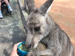 -费瑟代尔野生动物园