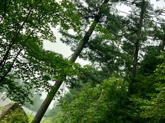 -五营红松林海景区