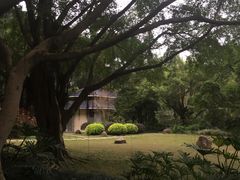 -金花茶公园