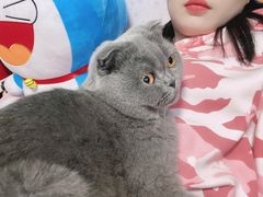 -纳吉亚猫专科动物诊疗中心(蒋宅口分院)