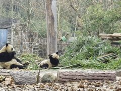 -都江堰中华大熊猫苑
