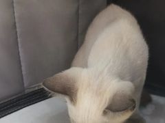 -联合动物医院(光谷诊疗中心)