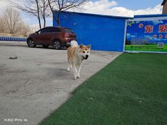 -宠物寄养训练学校