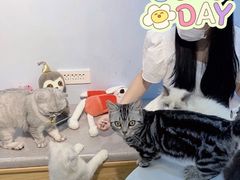 -喵宠乐园·撸猫互动·猫舍