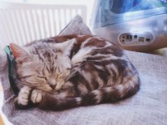 -海边的猫和咖啡馆