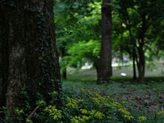 -杭州植物园