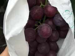 -马陆小张葡萄园农家乐