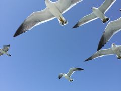 -海驴岛(荣成市)