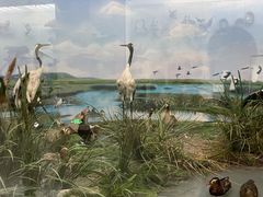 -国家自然博物馆