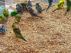 -怪兽屋·羊驼·猫咖·狗咖(俊华广场店)