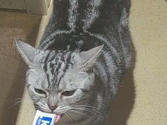 -藏猫猫咖啡主题馆(中央大道店)