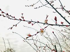 -宝鸡植物园