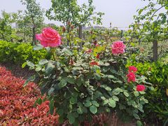 -菊园百果园