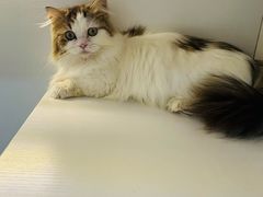 -十月米努特矮脚猫舍