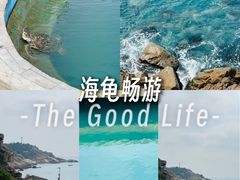 -广东惠东海龟国家级自然保护区