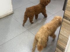 -芭比堂动物医院·心脏科·老年急重症·夜诊·吉雅分院