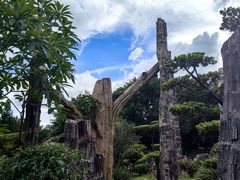 -深圳仙湖植物园