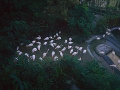 -新加坡飞禽公园