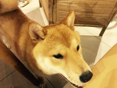 -柴务处·柴犬主题狗咖