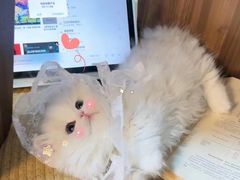 -十月米努特矮脚猫舍