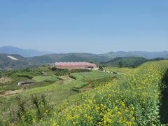 -桑洲油菜花景区