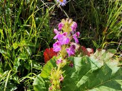 -白草畔自然风景区