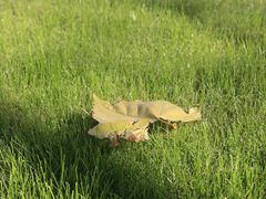 -天鹅湖体育公园