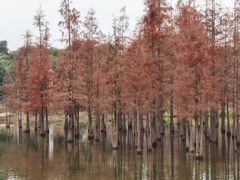 -白鹭湾湿地公园