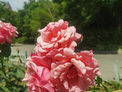 -大塘金香草谷