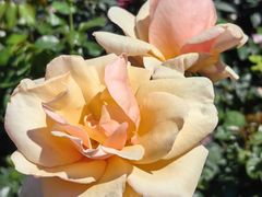 -人民公园(罗湖区)