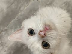 -楼上猫咖(罗湖店)