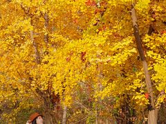 -遵化市禅林寺古银杏风景园